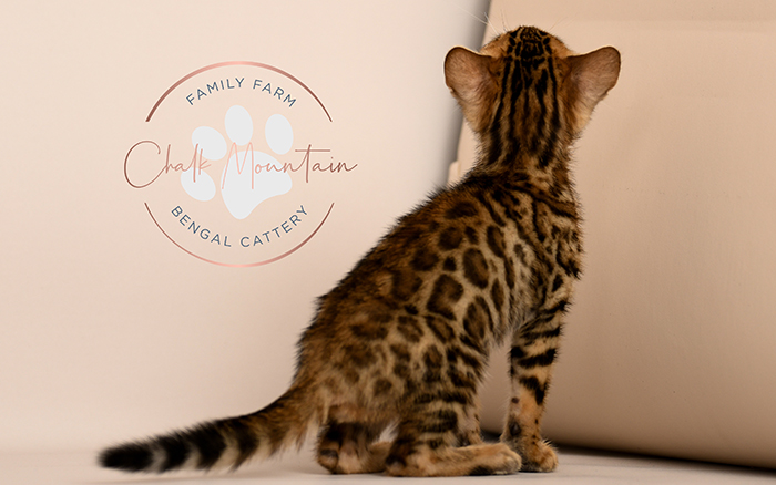 Bengal kitten for sale